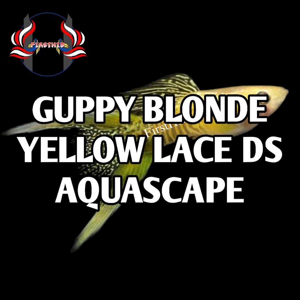 (1 P) GUPPY Blonde Yellow Lace Double Swordtail (DS) penghias ruangan aksesoris akuarium aquascape