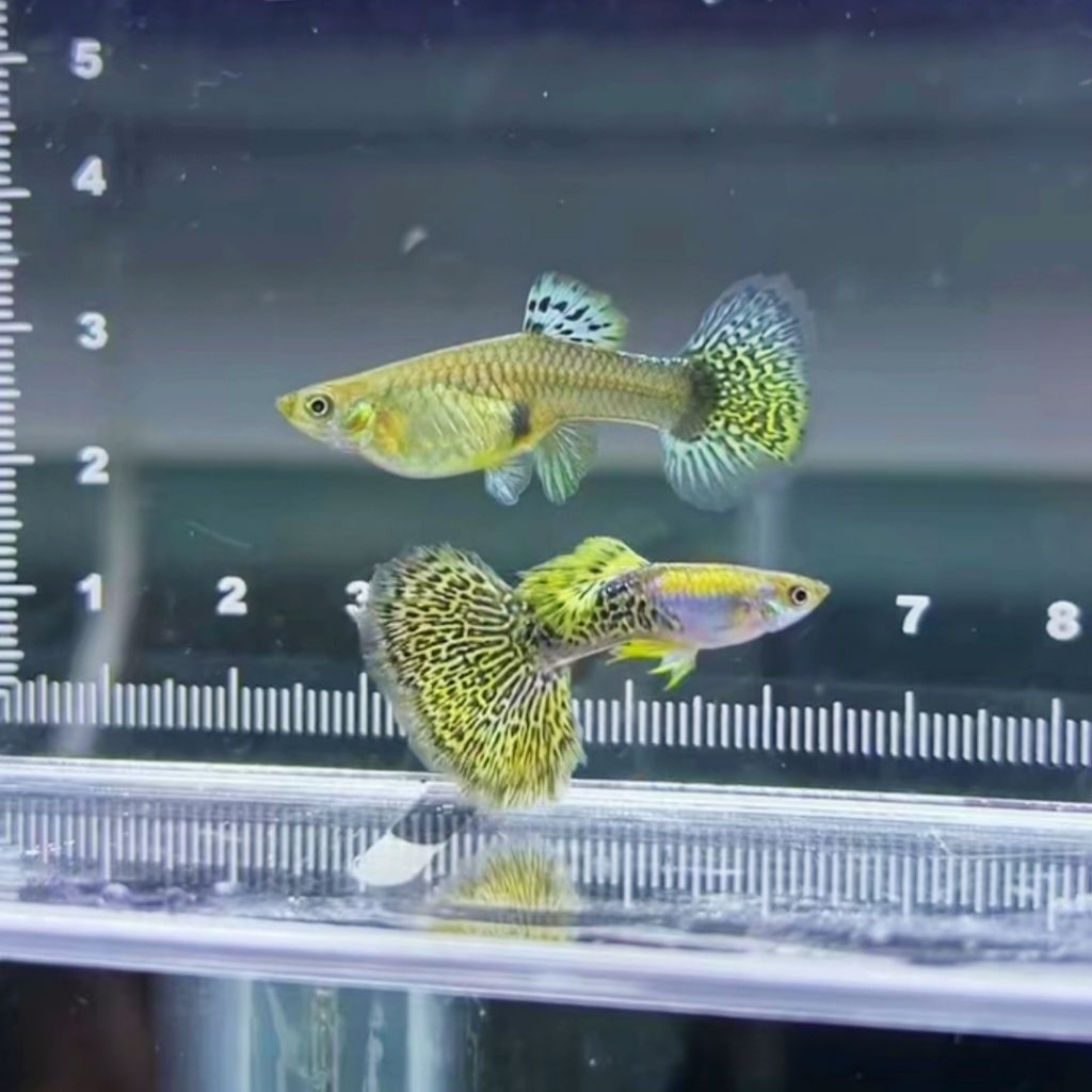 hiasan aquarium sticker guppy yellow dragon 1 pasang