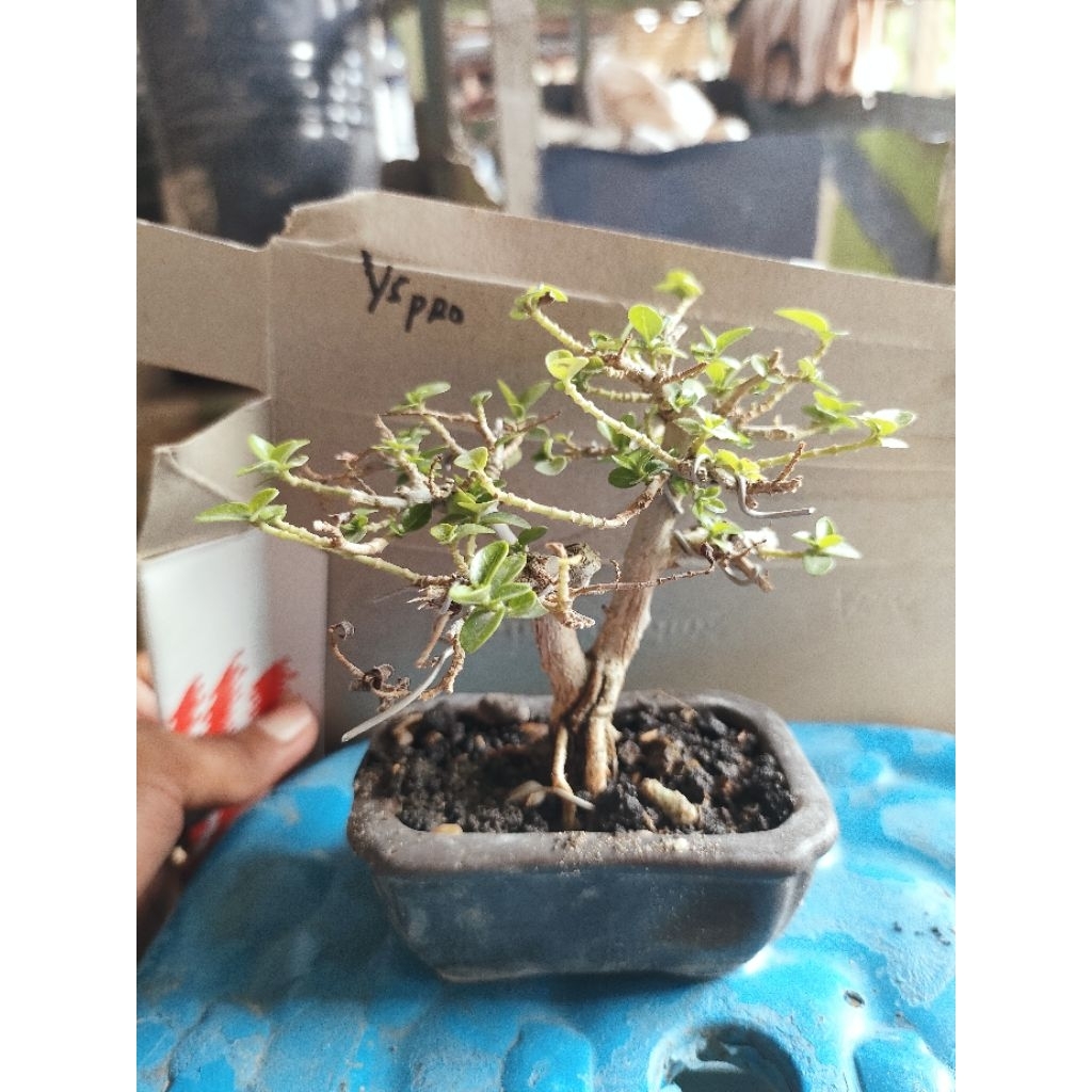bonsai mini Yspro siap pajang