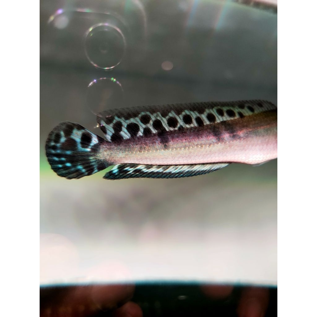 channa maru ys single tenk 10cm-12cm  (full pelet proges batik)