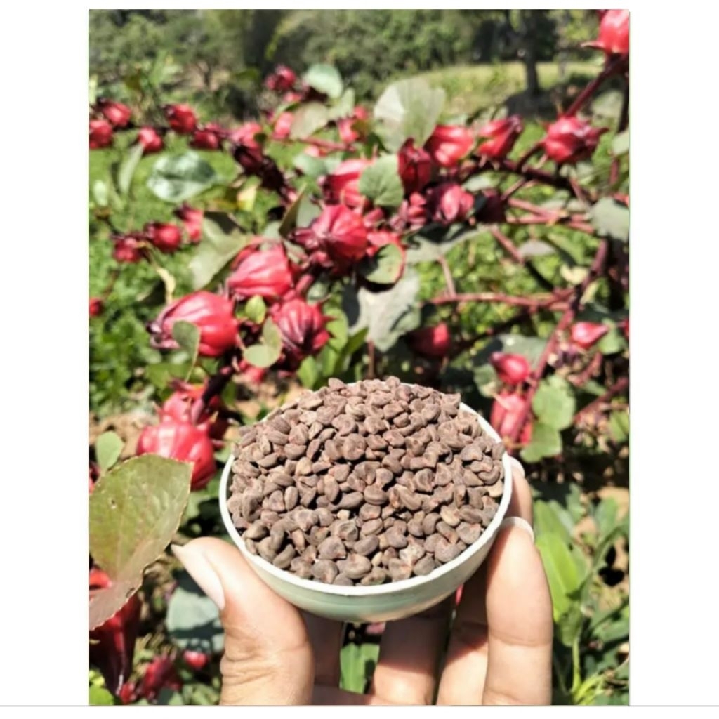 Benih Rosella Merah Jumbo Super Premium langsung dr petani