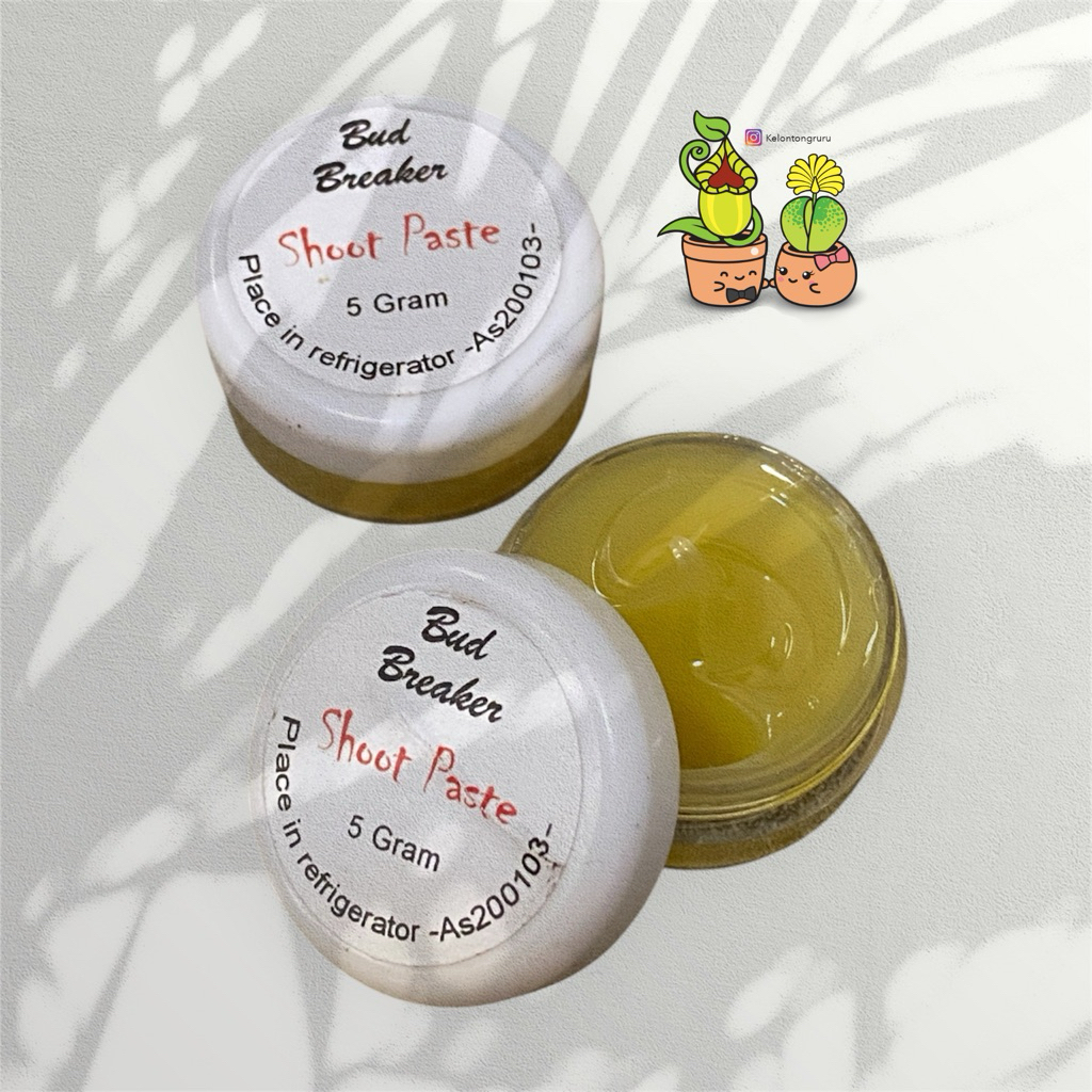 bud breaker keiki salep penumbuh tunas anggrek 5gram