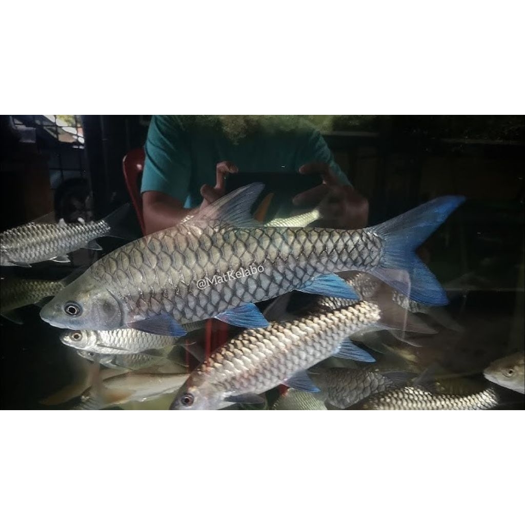 (stiker) Tor Tambroides blue Thailand 3-5 cm