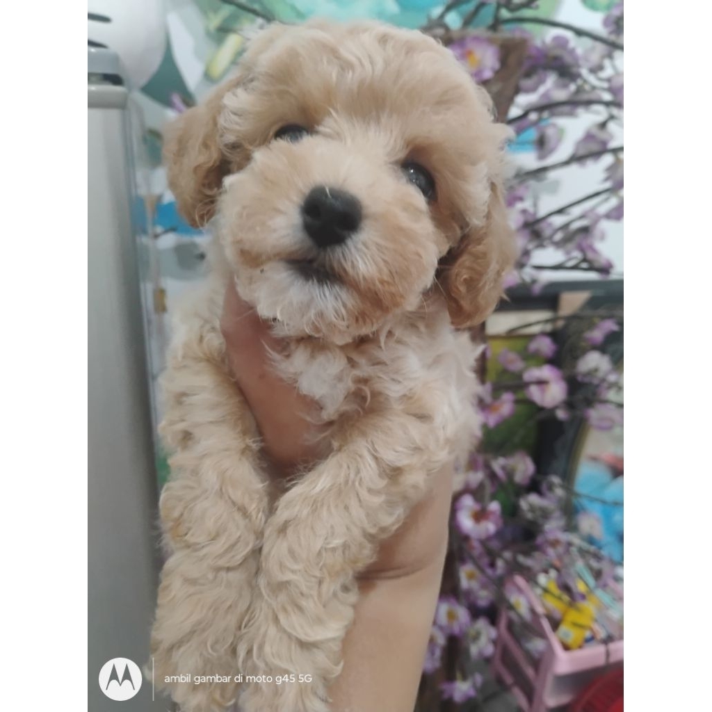 Jual Anak Anjing Poodle Pure