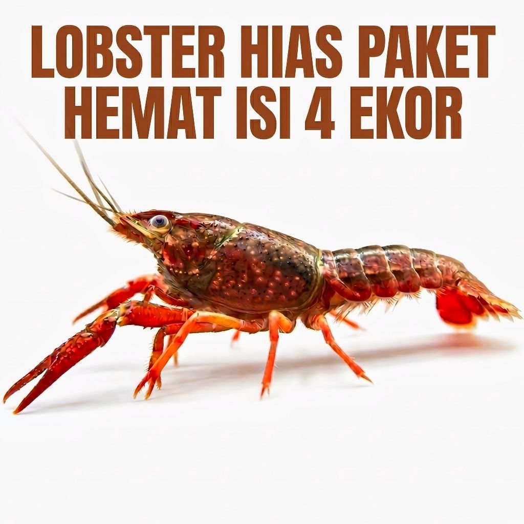 Lobster hias aquarium lobster coklat air tawar paket 4 ekor 1 jenis hiasan aquarium size 4/6 cm