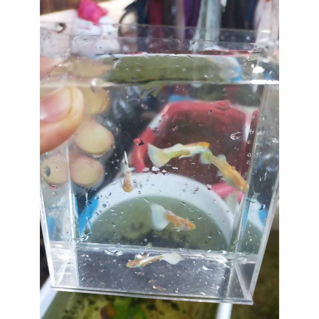 GUPPY Afr, sky blue, albino koi, Tuxedo koi, Mssbt, black mosco, Hb white, prtde dll.