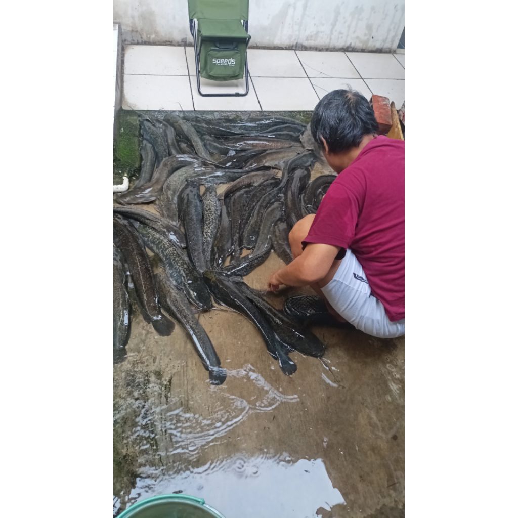 Ikan Lele Indukan Siap Pijah