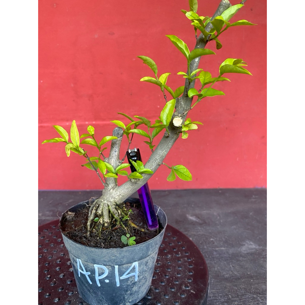 Bahan bonsai bunga anting putri Ap 14