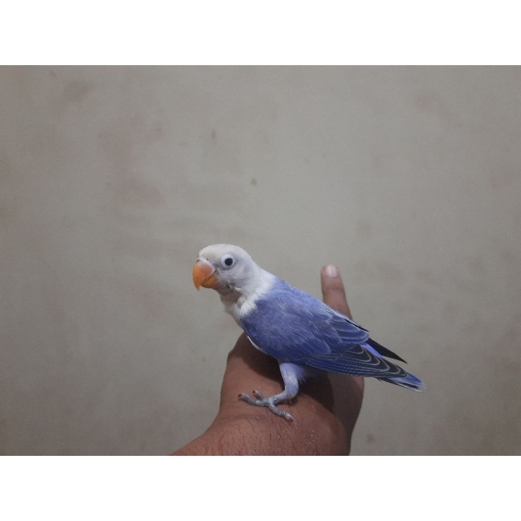 Burung Lovebird Biola euwing violet