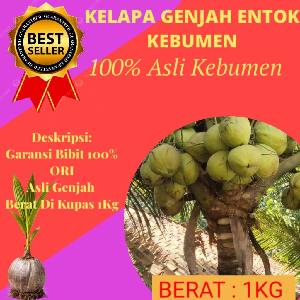 BIBIT SUPER  Pohon Buah Kelapa Pendek Entok Jumbo