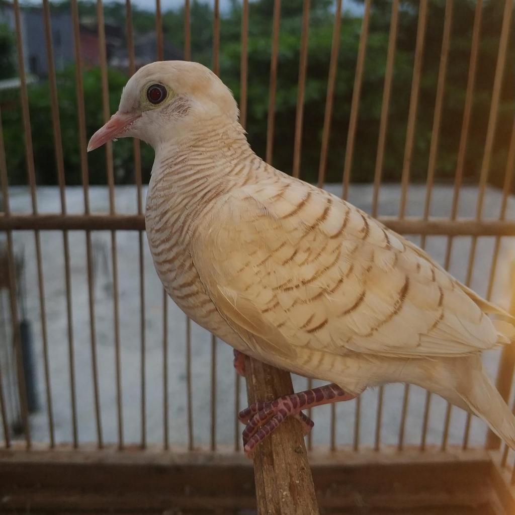 BURUNG PERKUTUT UDAN MAS MATA MERAH PILIHAN SEHAT MULUS