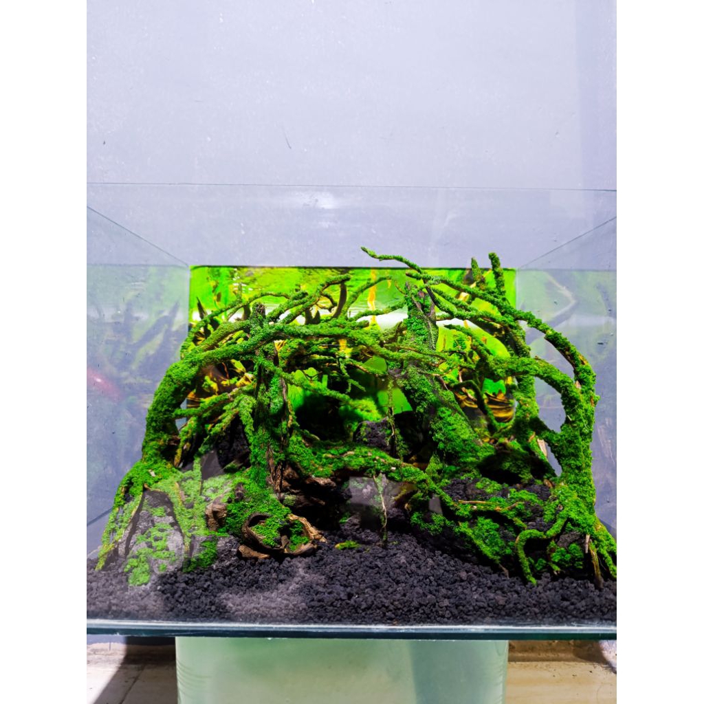 Aquascape Tema forest/jungle