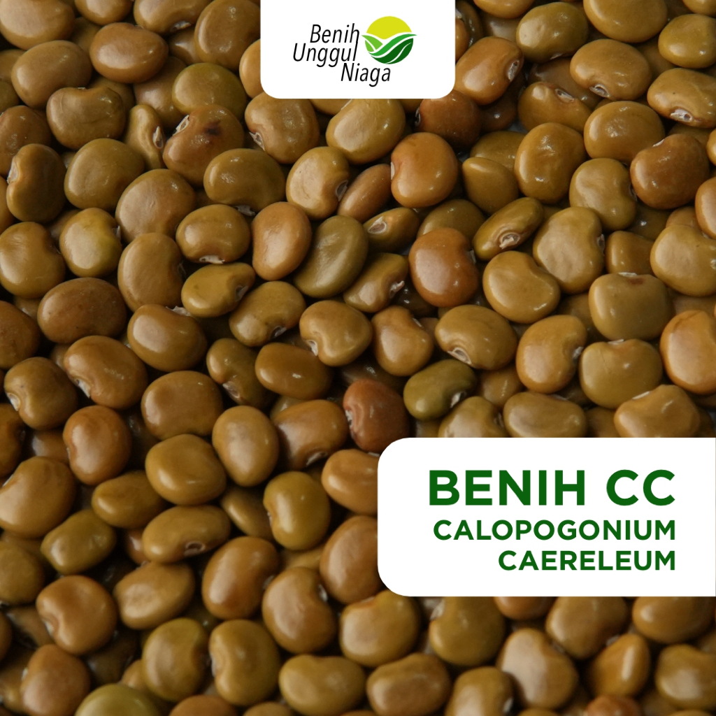 Kacangan CC Calopogonium Caeruleum Penutup Tanah Leguminousae Cover Crop 1000gram