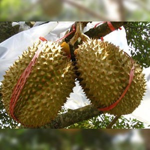 Bibit Durian Bawor Okulasi Asli, Tahan Panas & Cepat Berbuah