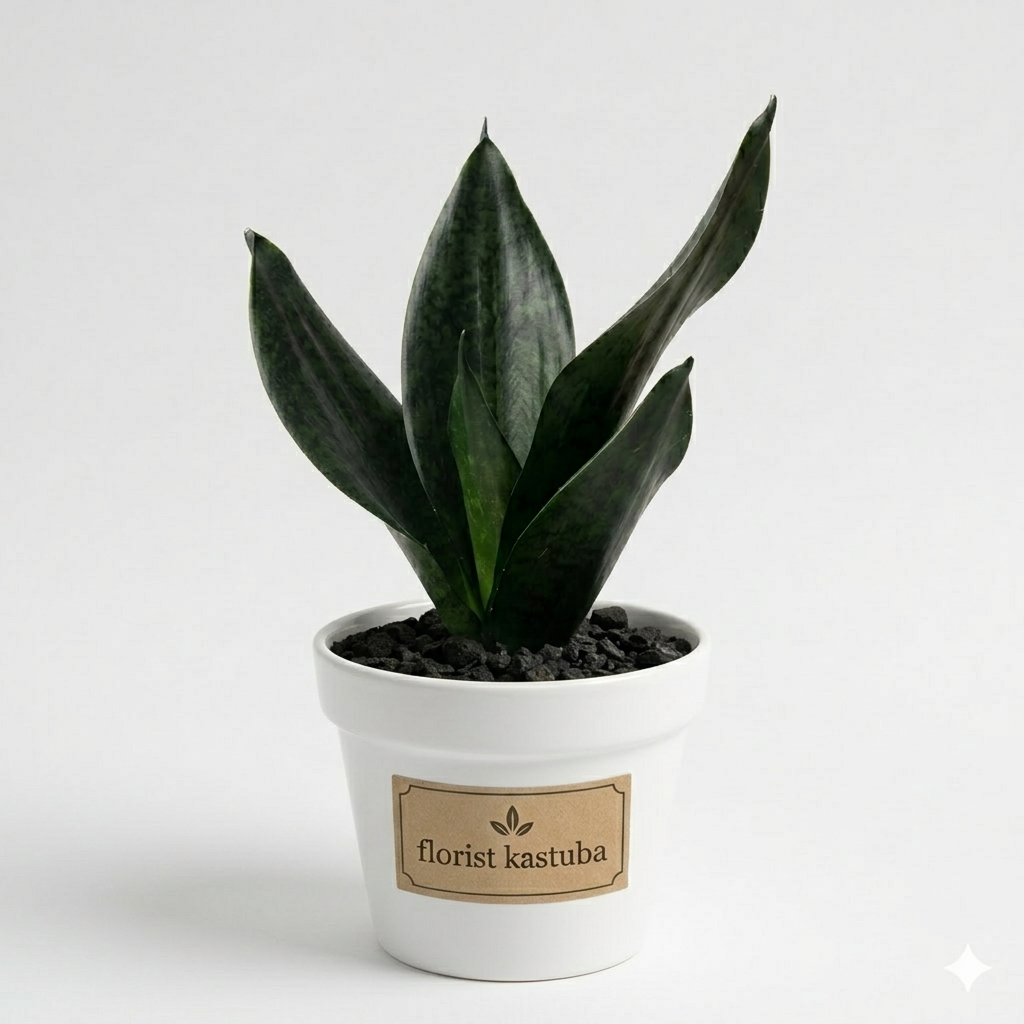 Tanaman Sansevieria Dragon Black Tanaman Hidup Lidah Mertua Murah - Sansivera Hias
