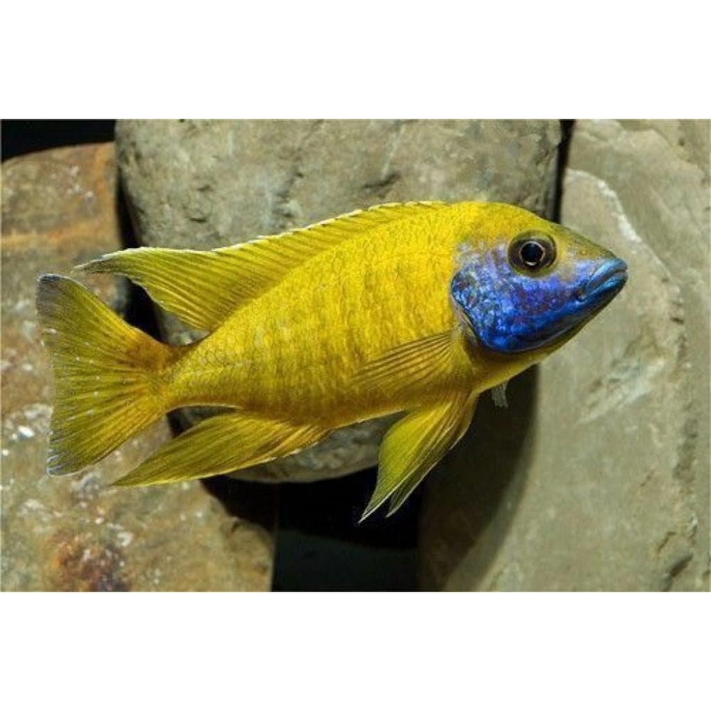 Aulonocara Baenchi Cichlid | Baenchi Cichlid | Cichlid Afrika