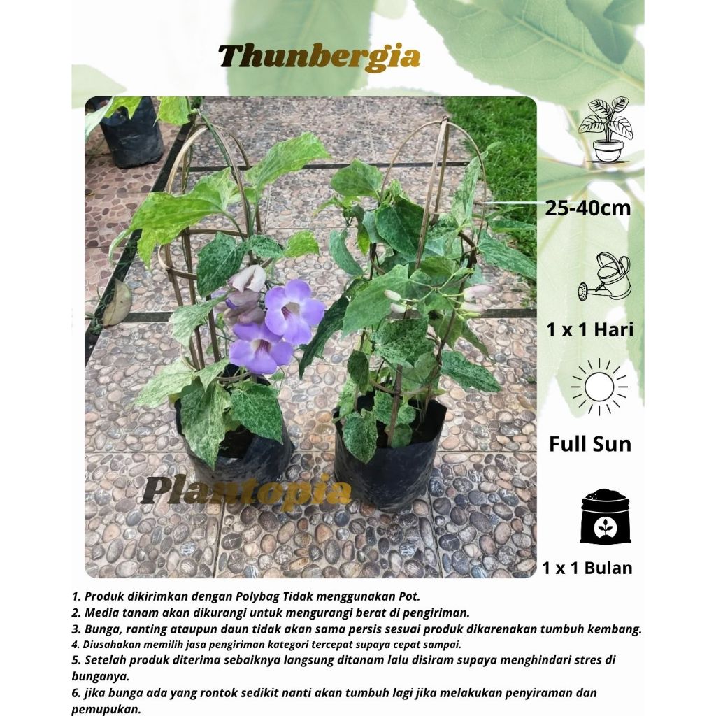 Plantopia Tanaman Hias Bunga Thunbergia Ungu - Tanaman Hias Merambat Bibit Tanaman