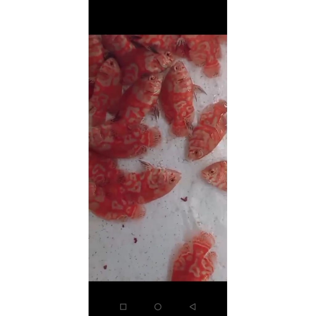 Oscar tiger albino Thailand Gred supet