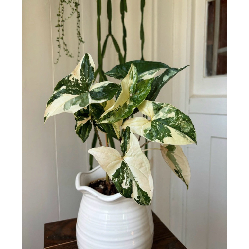 syngonium varigata | tanaman hias syngonium varigata