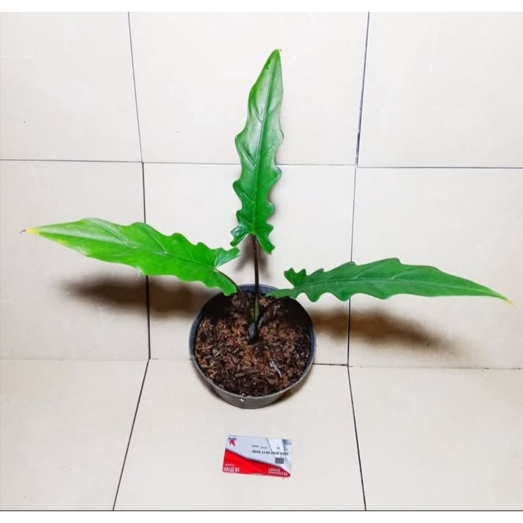 ALOKASIA KERIS BLACK PAPUA