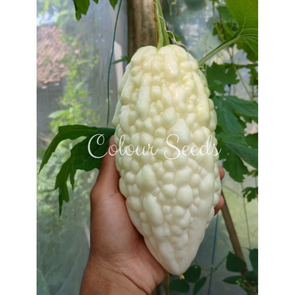 Benih bibit pare paria putih jyunpaku isi 3 biji