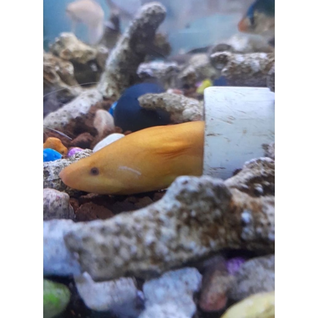 belut albino