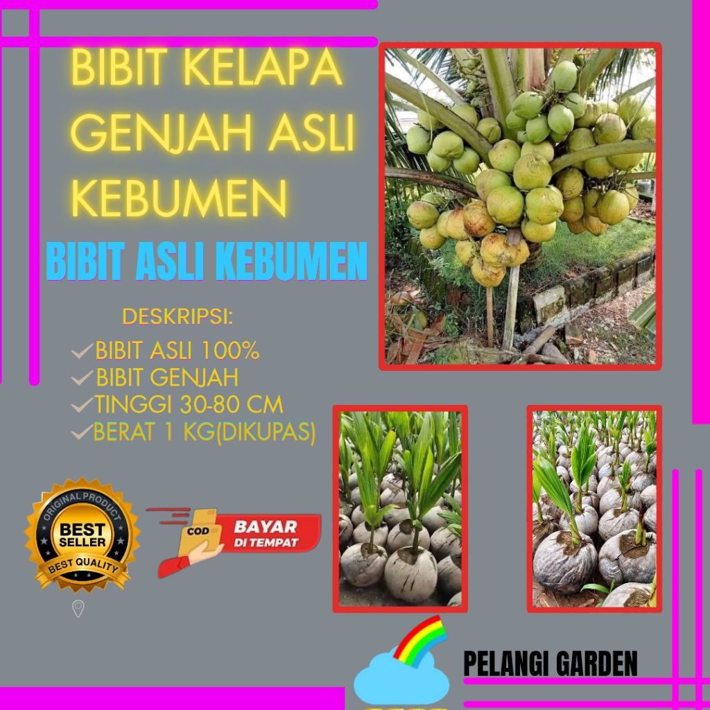 PALING MURAH  Bibit Kelapa Genjah Entok Kebumen, Bibit Kelapa Genjah Entok Terdekat, Bibit Kelapa Ge
