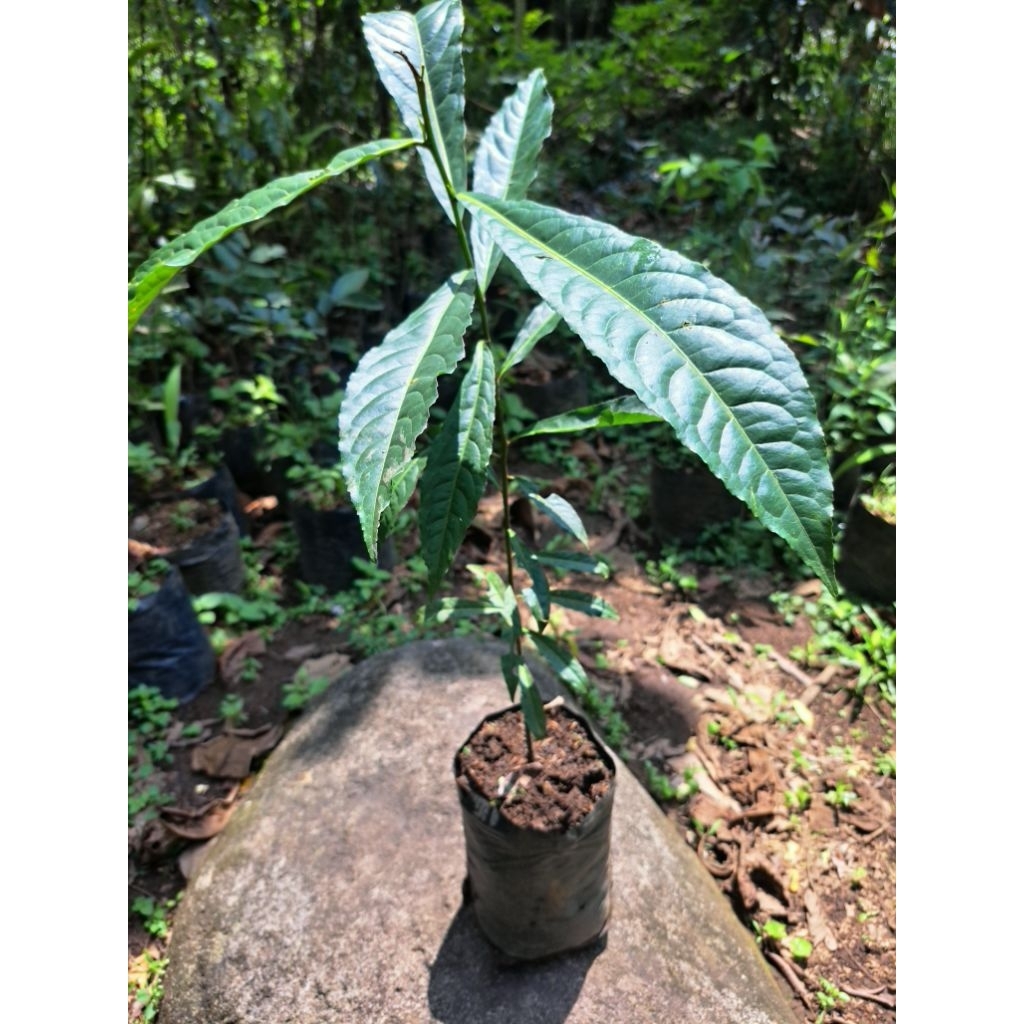 Bibit Pohon Ganitri - Tanaman Bibit Jenitri - Pohon Rudraksha