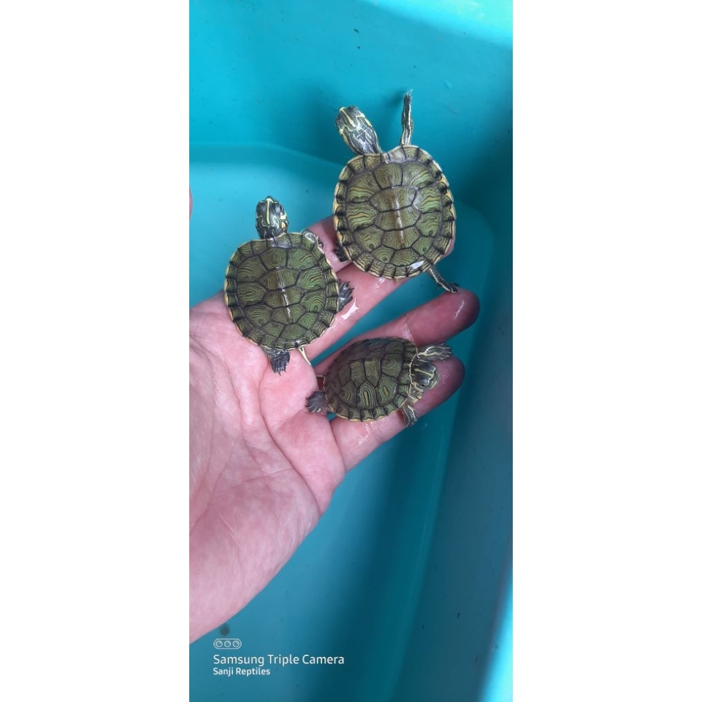 Kura-Kura Yellow Belly Mini Ukuran 3-4 cm - Ideal untuk Edukasi Anak, Bukan Kura Brazil