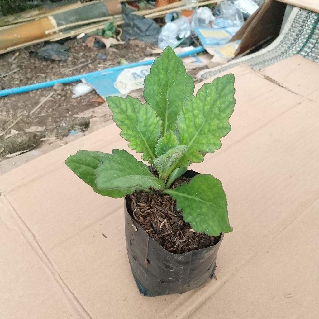 tanaman herbal daun dewa pohon herbal dewa