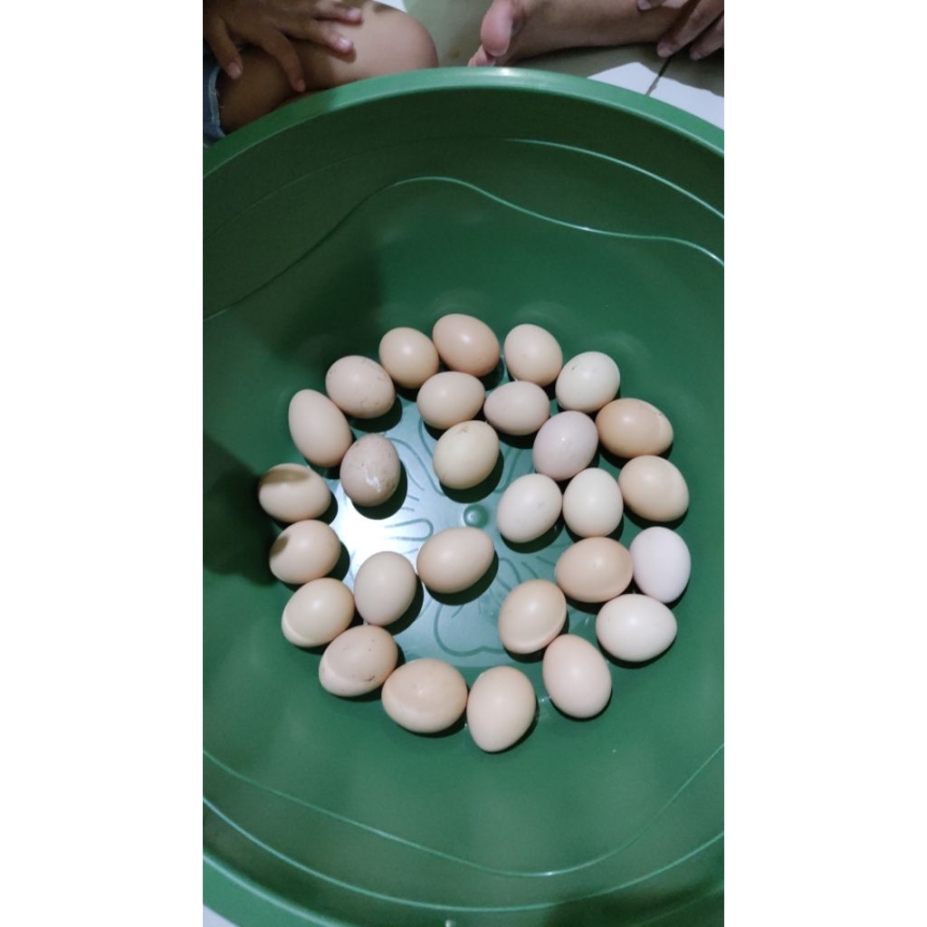 telur ayam kub fertil
