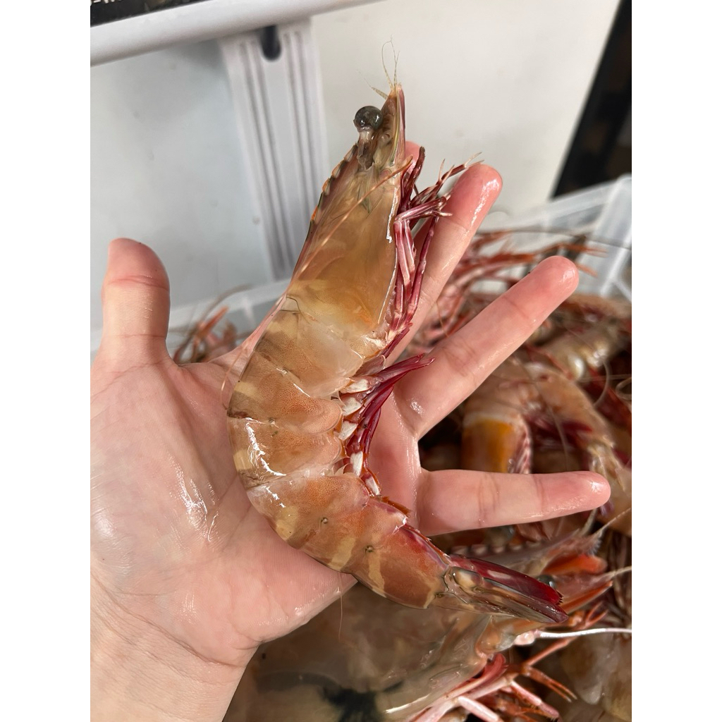 UDANG BESAR JENIS FLOWER SEGAR 1kg - Udang laut