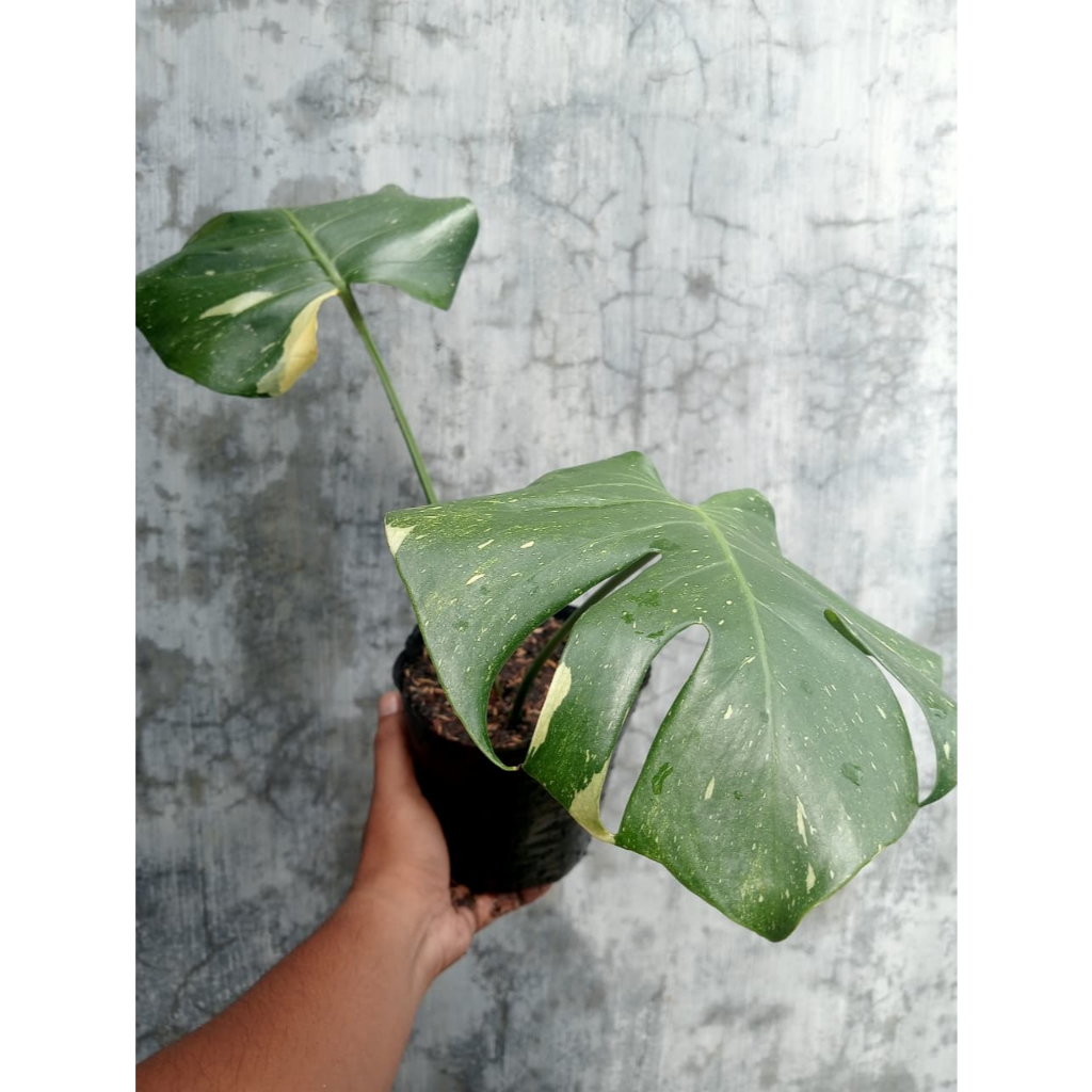Monstera Thai Constellation