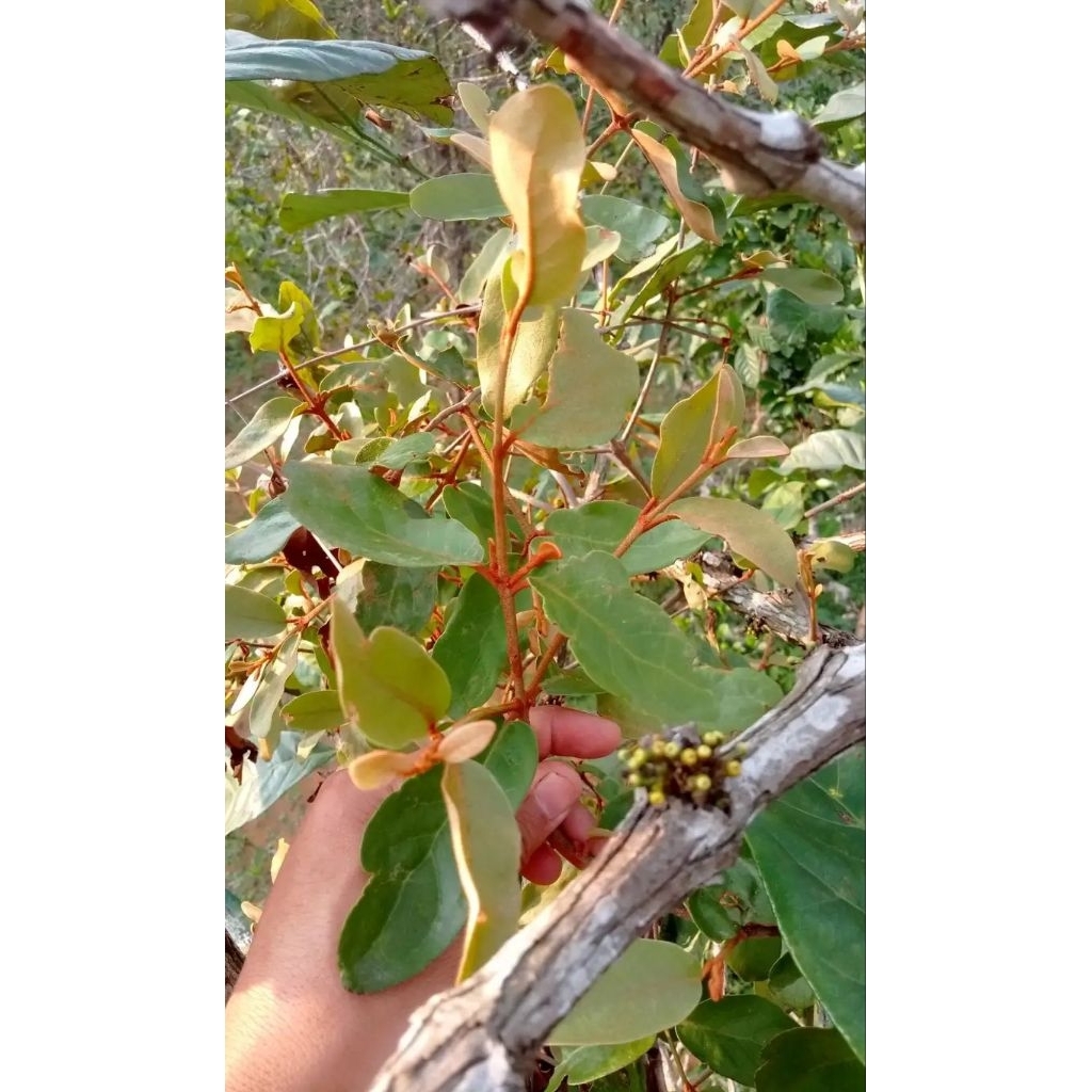 Daun Benalu kopi segar 1kg Daun Benalu frees