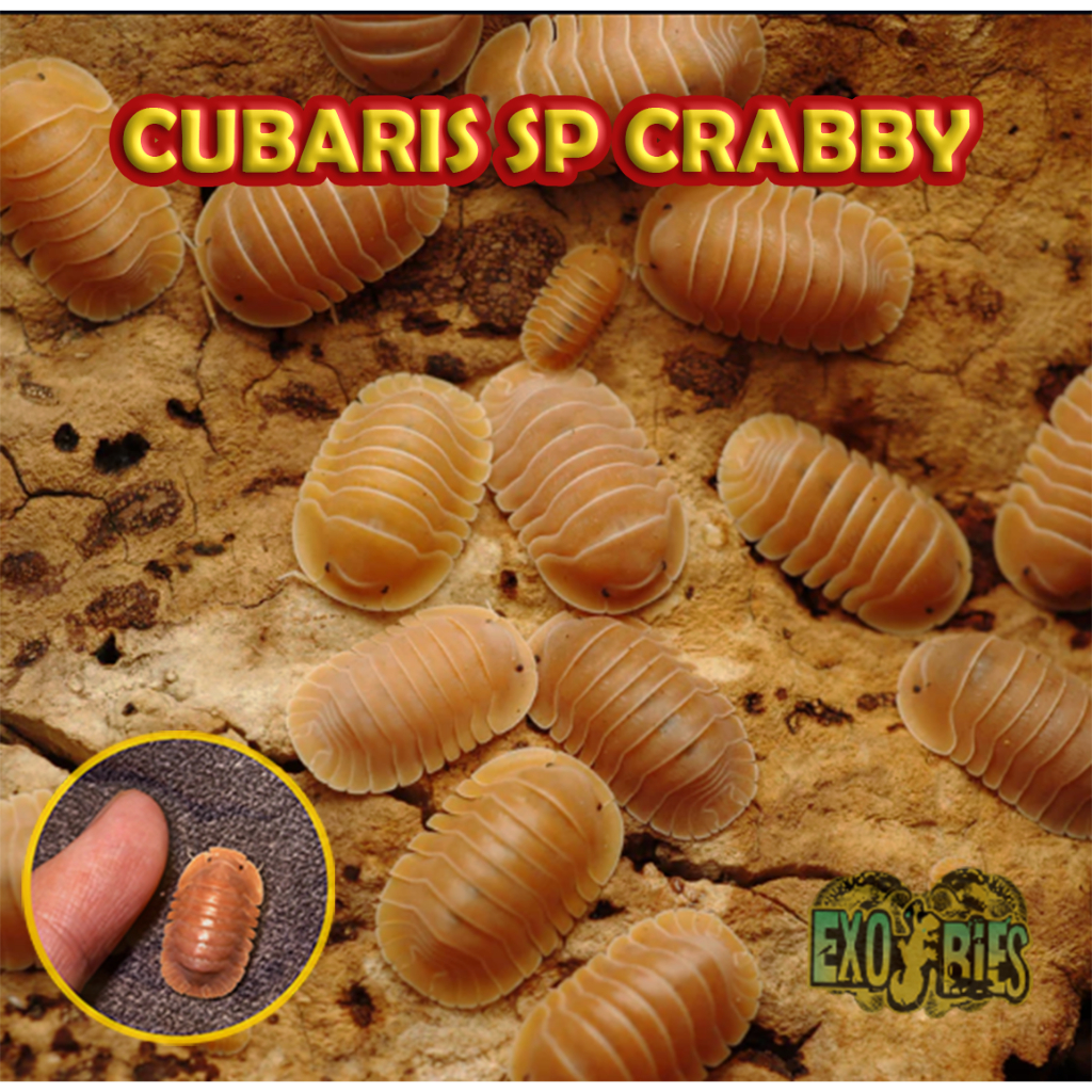 Cubaris Sp Crabby Isopod Pengurai Bioactive Paludarium Dan Vivarium Isopoda Cubaris Sp Craby