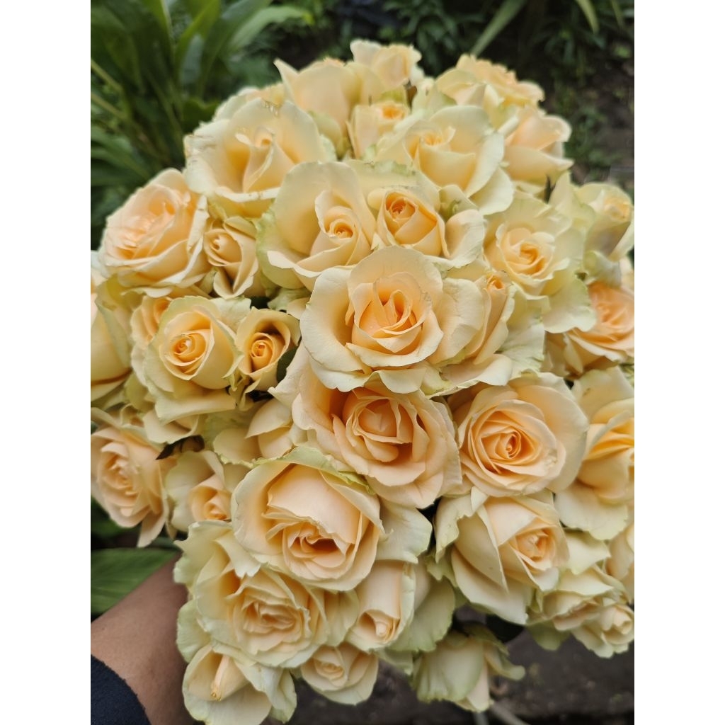Bunga Mawar Potong Holland warna PEACH Segar Dekorasi