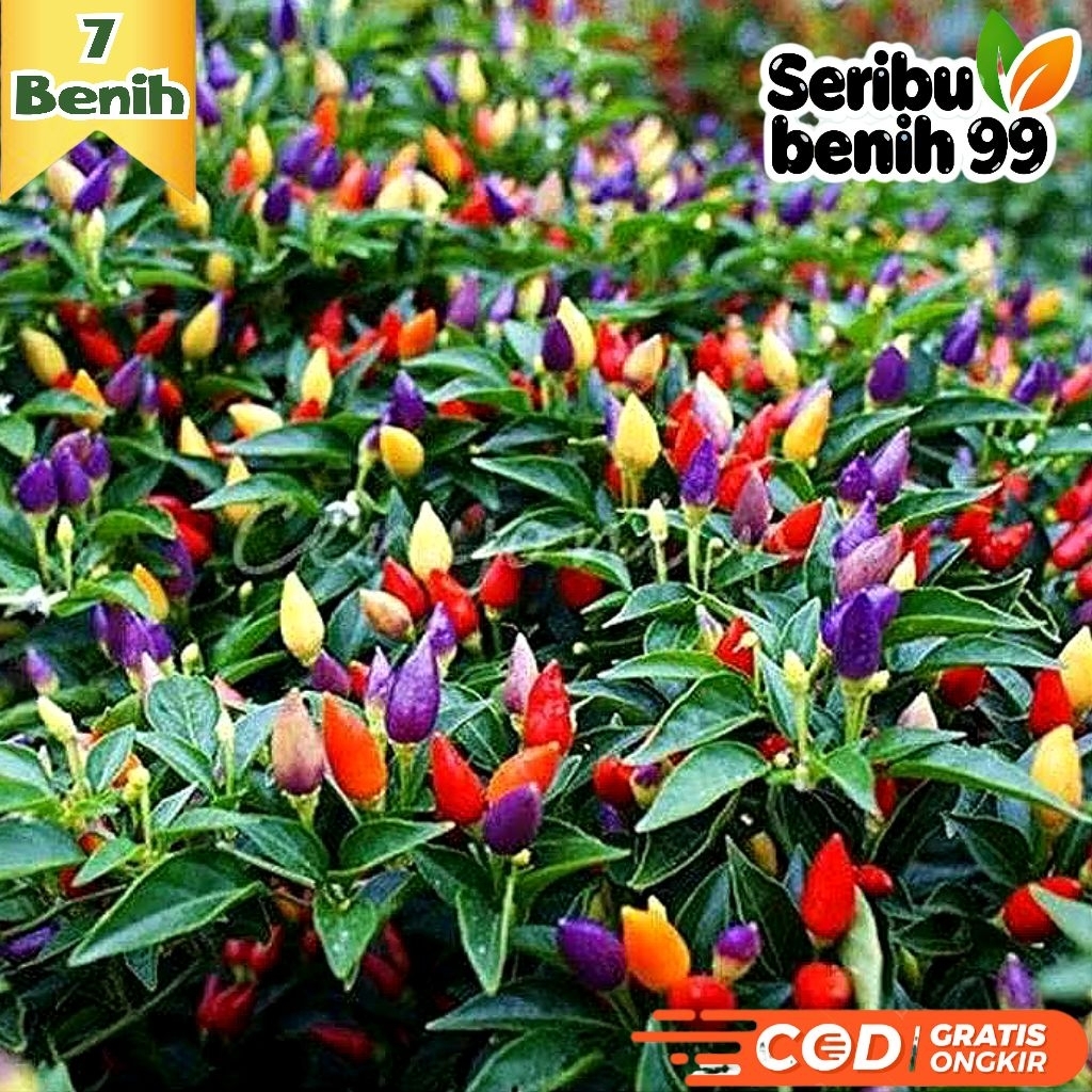 Seribu Benih99 - BIJI BENIH CABAI PELANGI