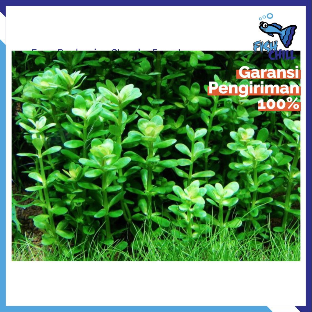 ROTALA INDICA PAKET ISI 5 BATANG Aquascape Soliter Mini Lampu LED Batu Pasir Malang Aksesoris Mesin 