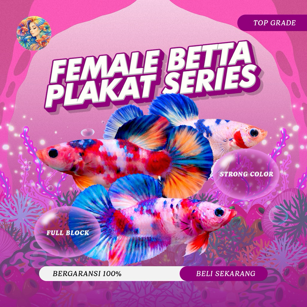 Cupang Aksesoris Aquarium – Female Plakat Multicolor Full Block TOP GRADE