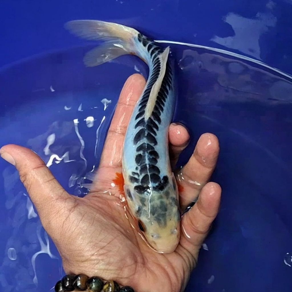 Ikan Koi Blitar Jenis Shusui / Rumah Koi Jakarta / kode 0014