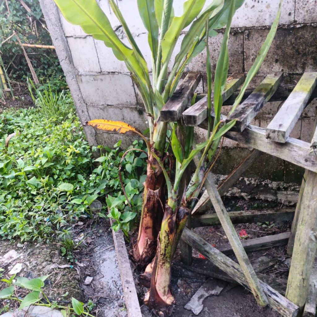 bibit pisang barangan