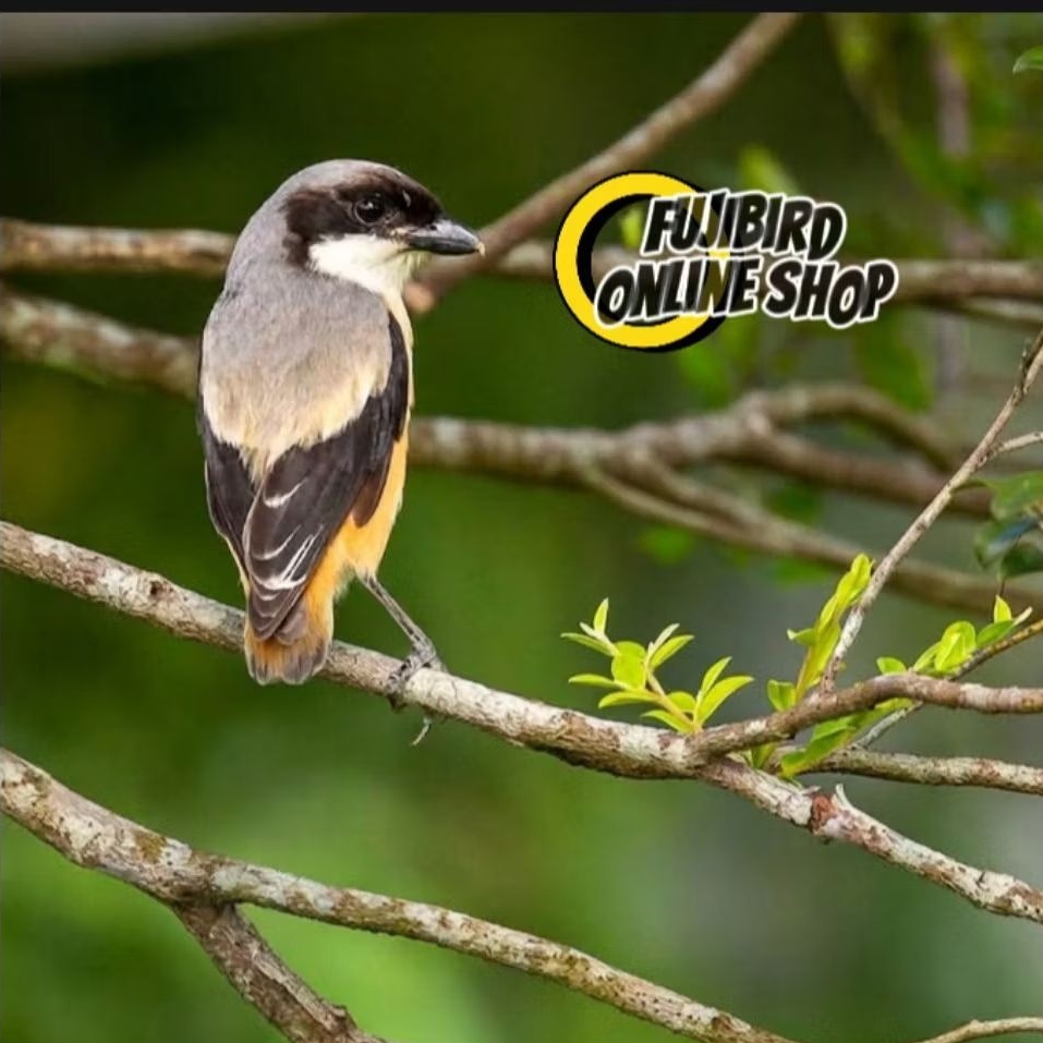 BURUNG CENTET PENTET JATIM BONDOL