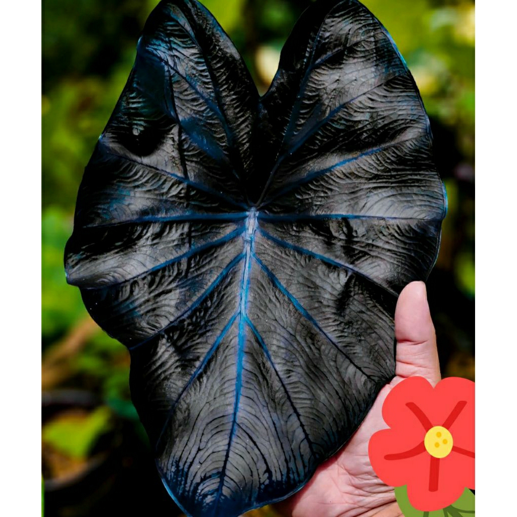 Colocasia Coral Black Mine