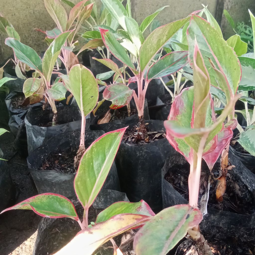 Aglaonema crete/ siam Aurora / sri rejeki /Tanaman hias /siap tanam/ berakar