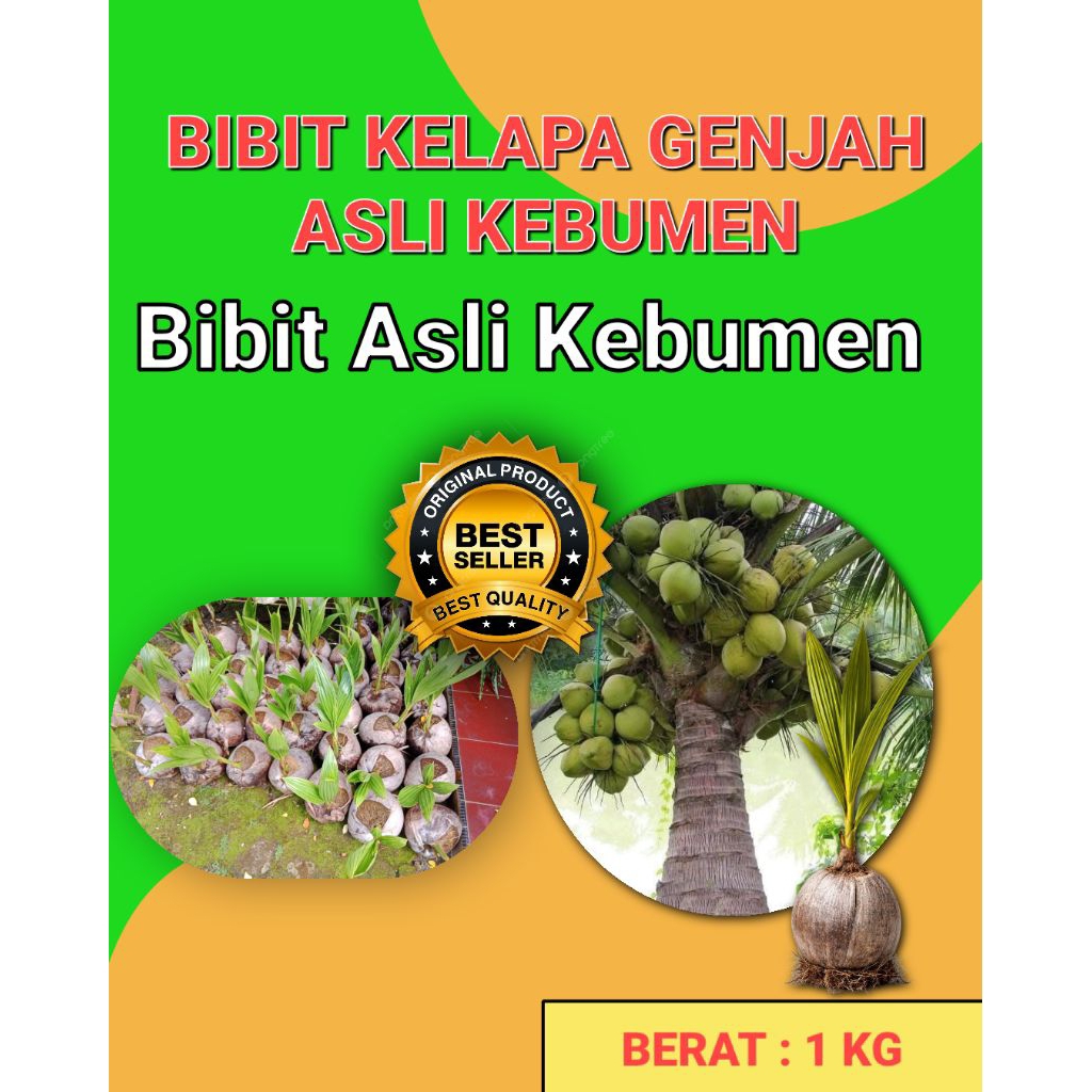 DICARI-CARI  Bibit Kelapa Pendek Entok Jumbo