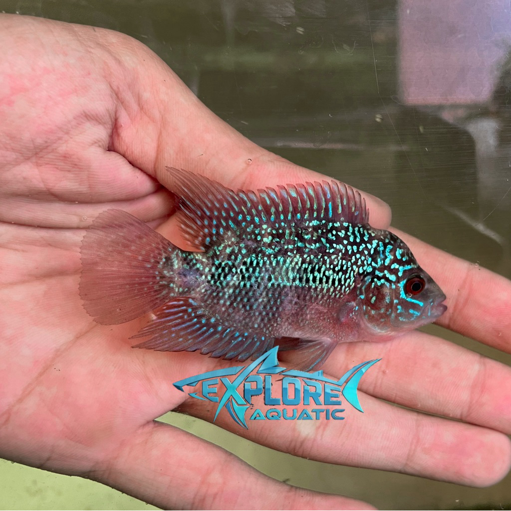 Louhan Super Red Dragon SRD 5-7cm - Ikan Hias Aquarium