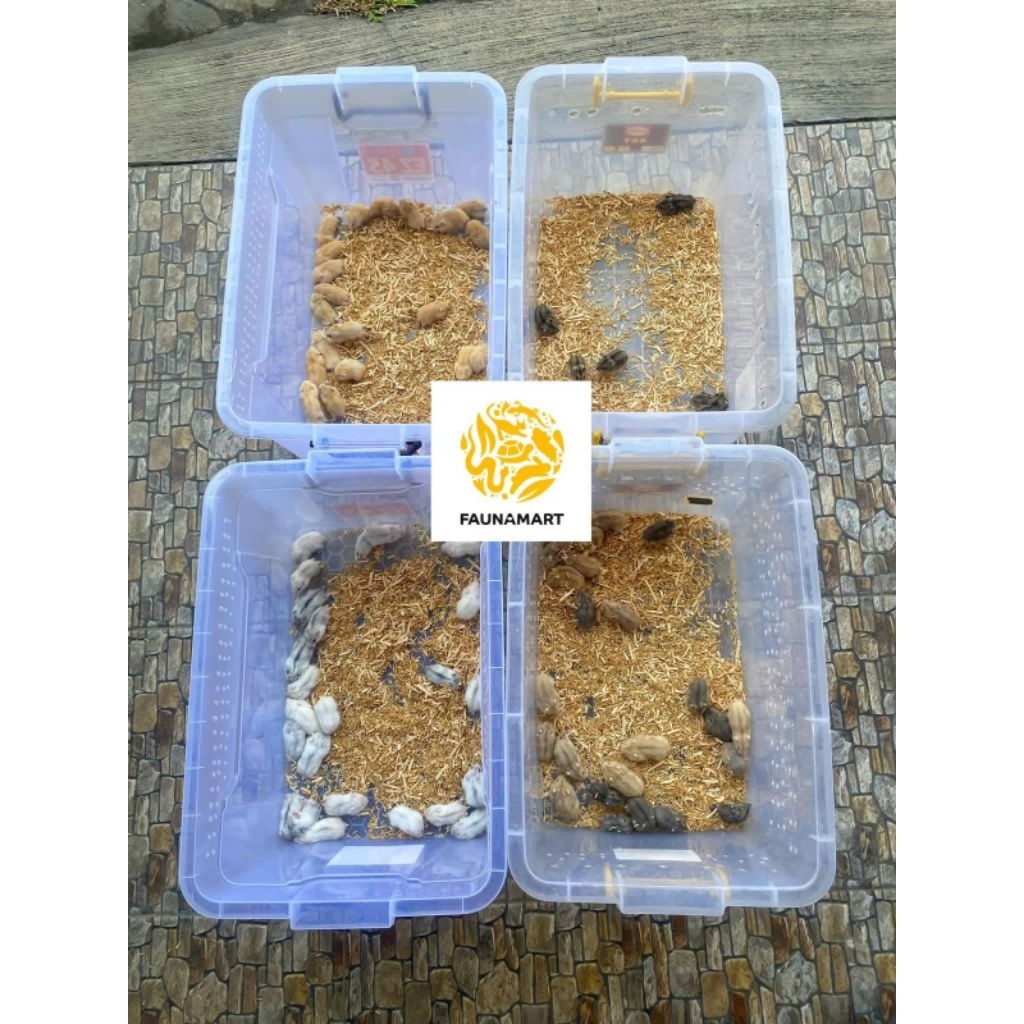 Hamster Winter White, Golden, Pearl, Tiger, Syrian (Khusus GRAB GOJEK)