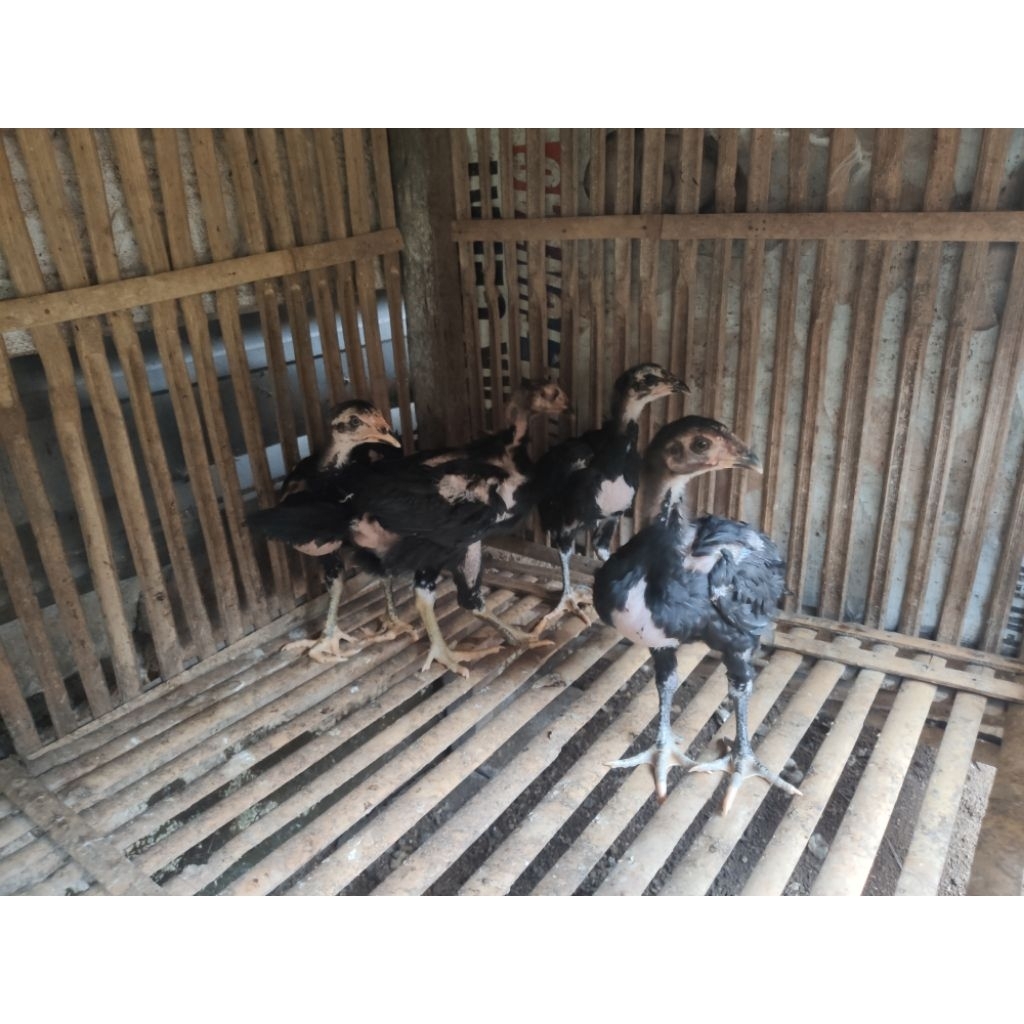 anak ayam betina Bangkok Mangon usia 2 bulan up