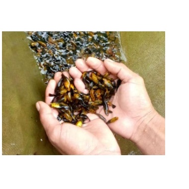 Ikan hias golden black | Molly