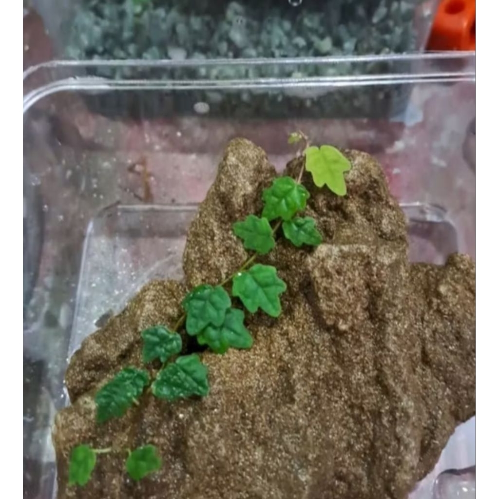 paketan ficus pumilaquercifolia